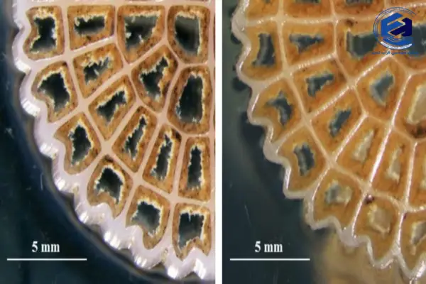 مزایای تصفیه فاضلاب بهداشتی با IFAS