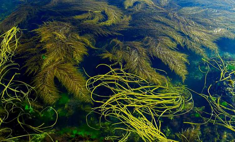 مشکل جلبک در منابع آبی