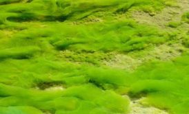 مشکل جلبک در منابع آبی و تصفیه خانه