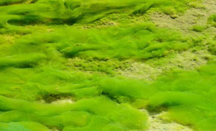 مشکل جلبک در منابع آبی و تصفیه خانه