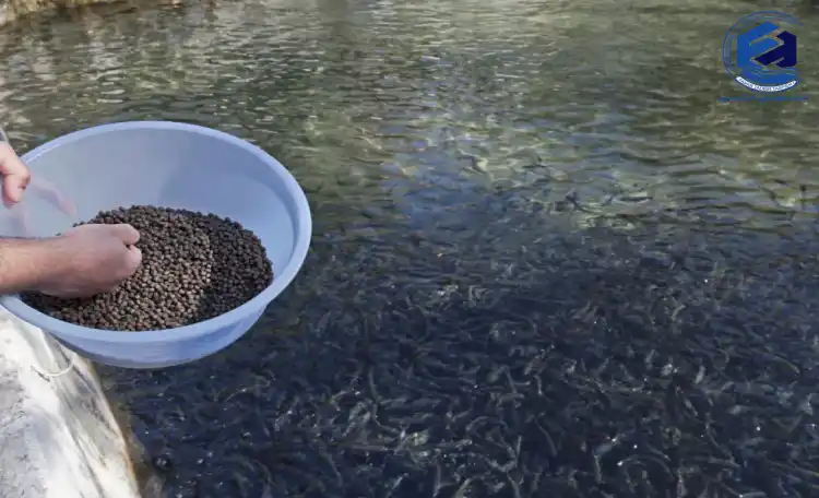 طراحی پکیج تصفیه فاضلاب پرورش ماهی و شیلات