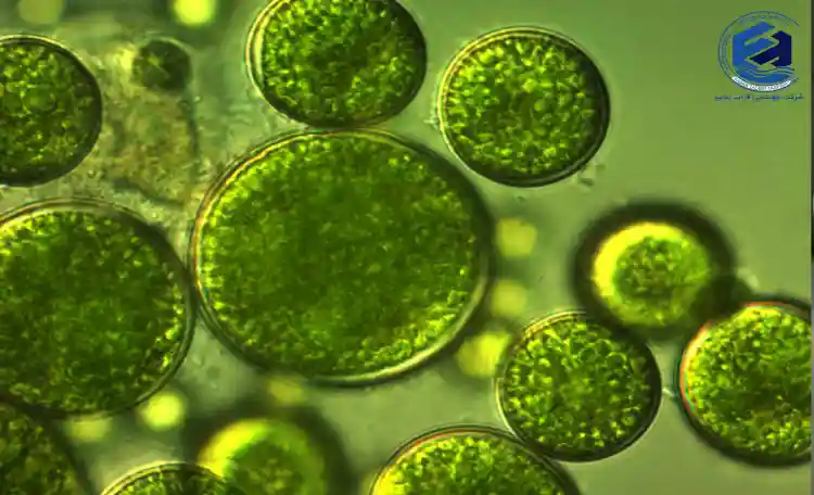 تصفیه فاضلاب توسط جلبک سبز