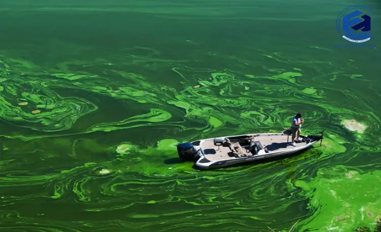 جلبک سبز چیست؟