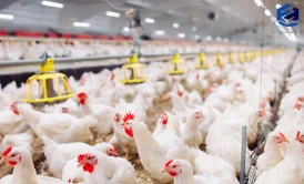 پکیج تصفیه فاضلاب مرغداری