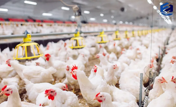 پکیج تصفیه فاضلاب مرغداری